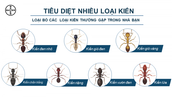 Thuốc diệt kiến bayer diệt được nhiều loại kiến: kiến đen, kiến đỏ, kiến gió, kiến lửa, kiến hôi