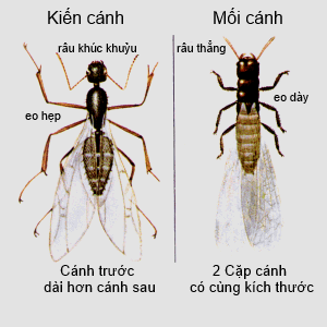 Cách phân biệt mối cánh và kiến cánh
