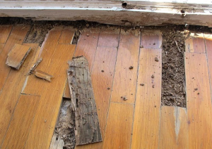 Cách kiểm tra sàn gỗ bị mối ăn
