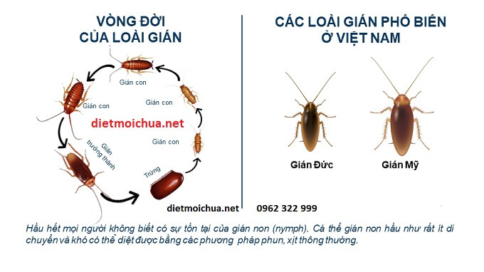 Thuốc diêt gián hiệu quả nhất